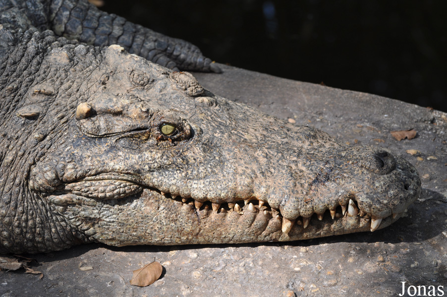 Crocodylus siamensis