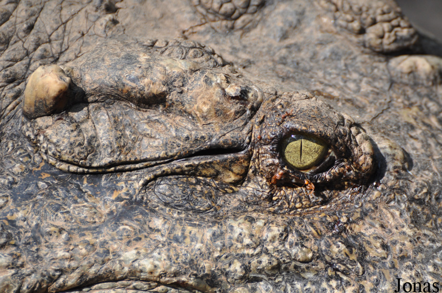 Crocodylus siamensis