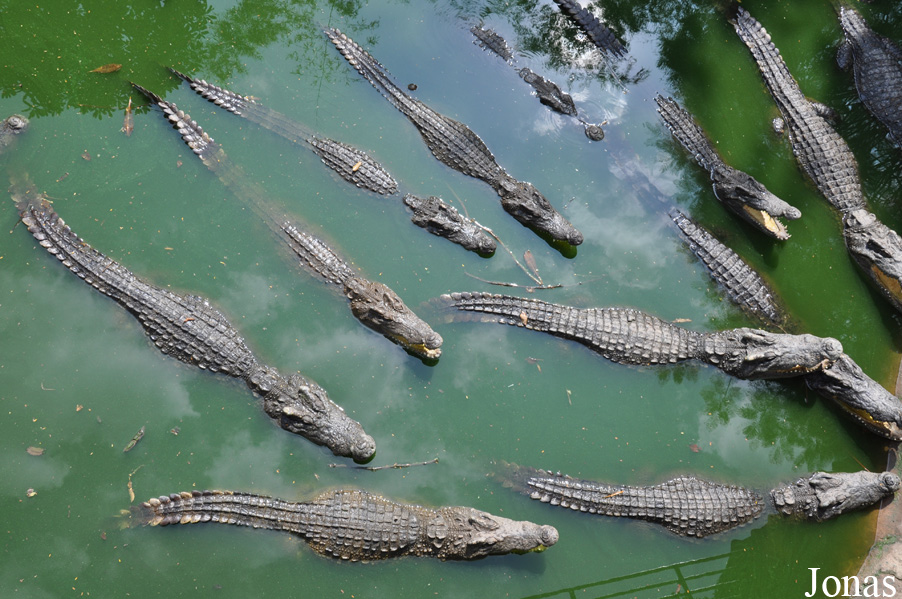 Crocodylus siamensis