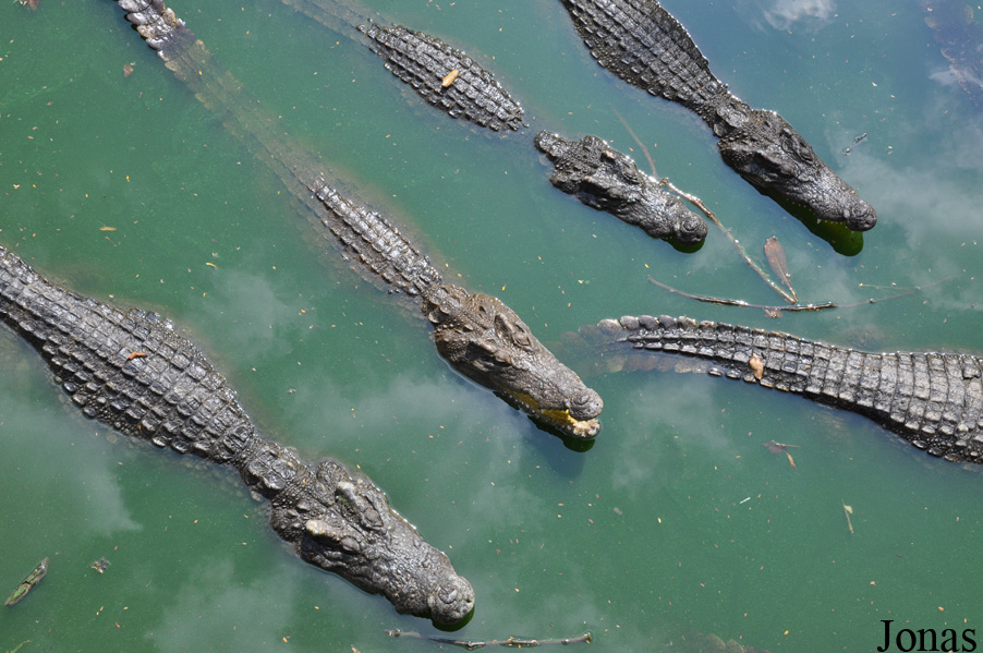 Crocodylus siamensis
