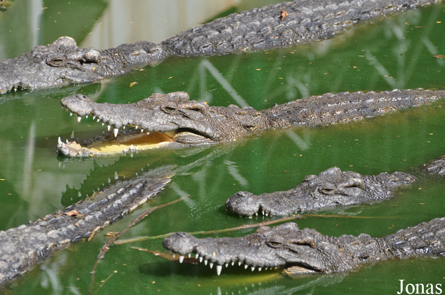 Crocodylus siamensis