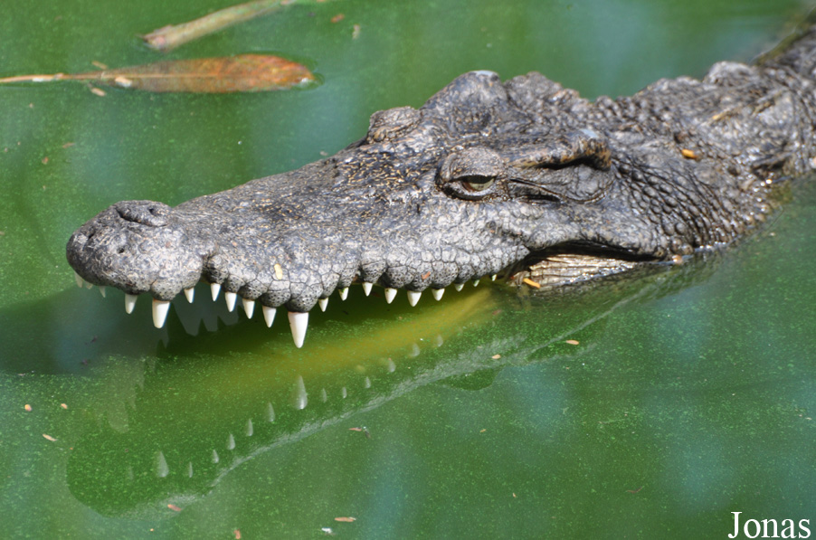 Crocodylus siamensis
