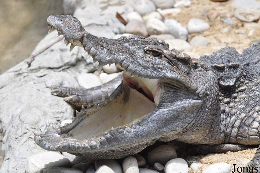 Crocodylus siamensis
