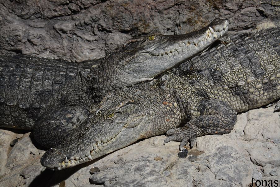 Crocodylus siamensis