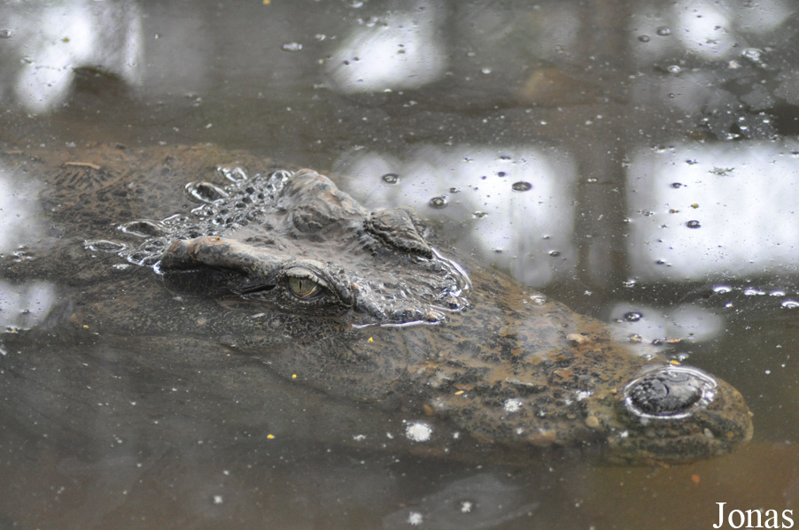 Crocodylus siamensis
