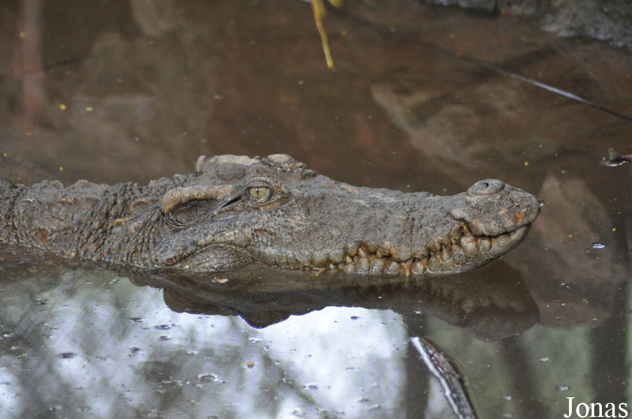 Crocodylus siamensis