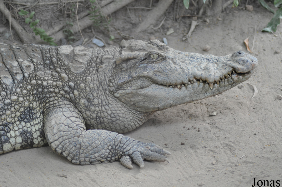 Crocodylus siamensis