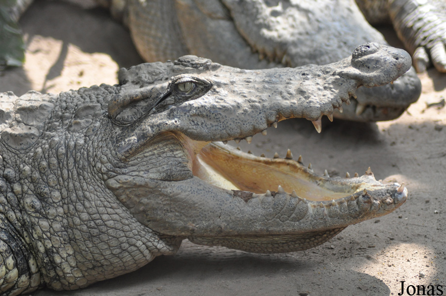 Crocodylus siamensis