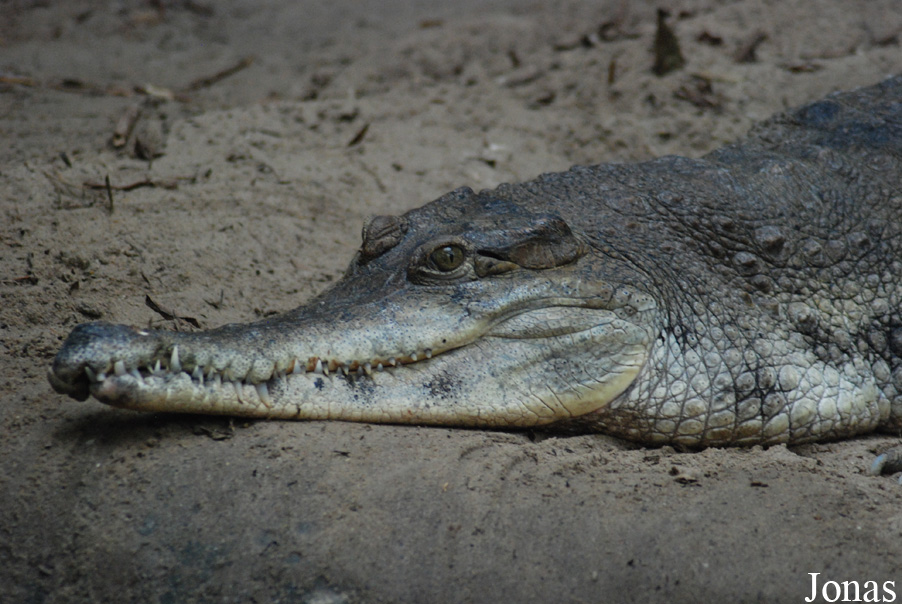 Mecistops cataphractus