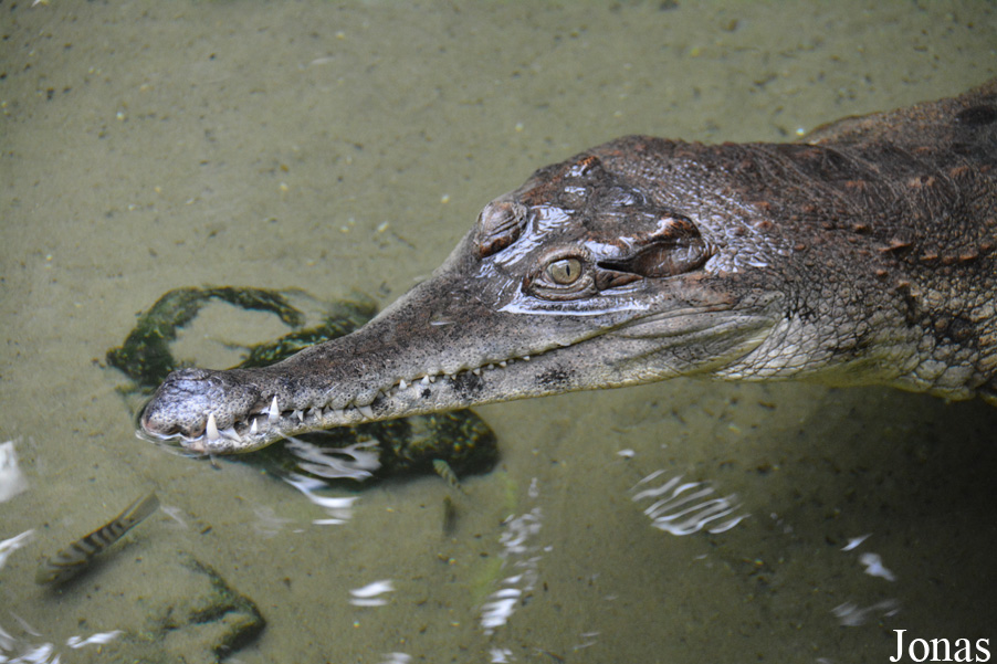 Mecistops cataphractus