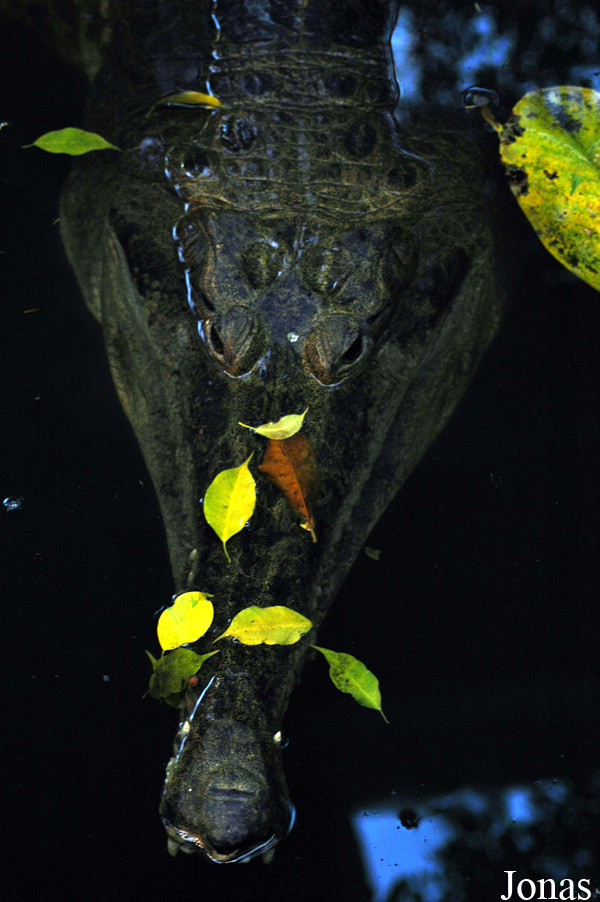 Mecistops cataphractus
