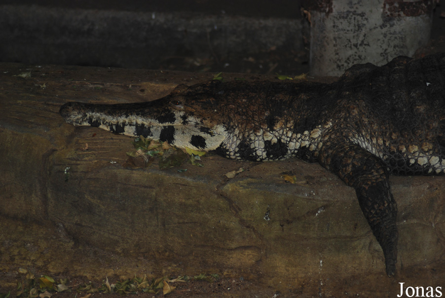 Mecistops cataphractus