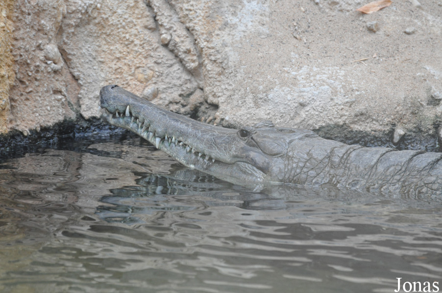 Mecistops cataphractus
