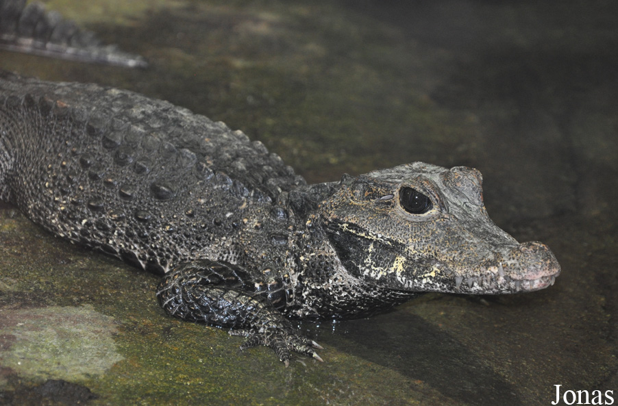 Osteolaemus tetraspis