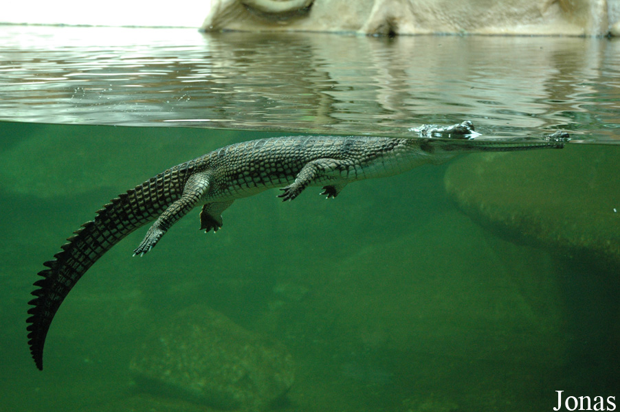 Gavialis gangeticus