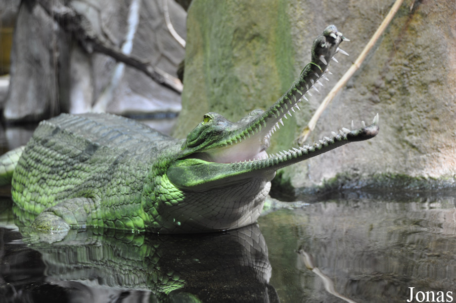 Gavialis gangeticus