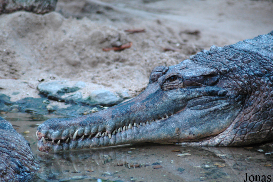 Tomistoma schlegelii