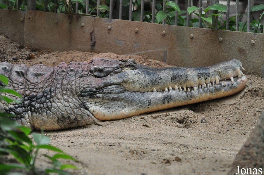 Tomistoma schlegelii