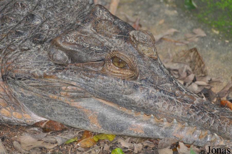 Tomistoma schlegelii