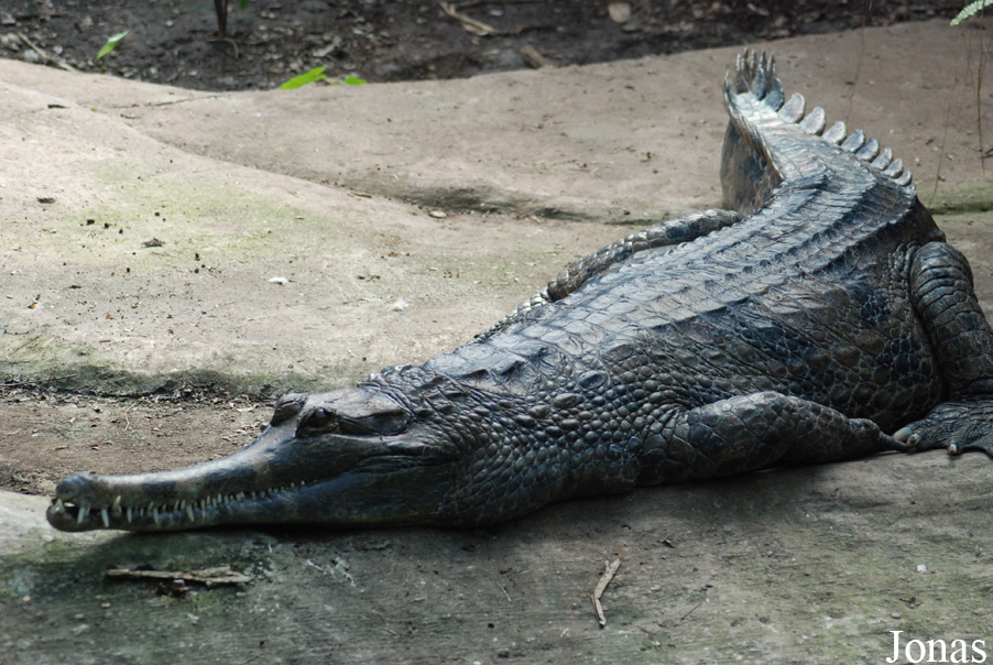 Tomistoma schlegelii