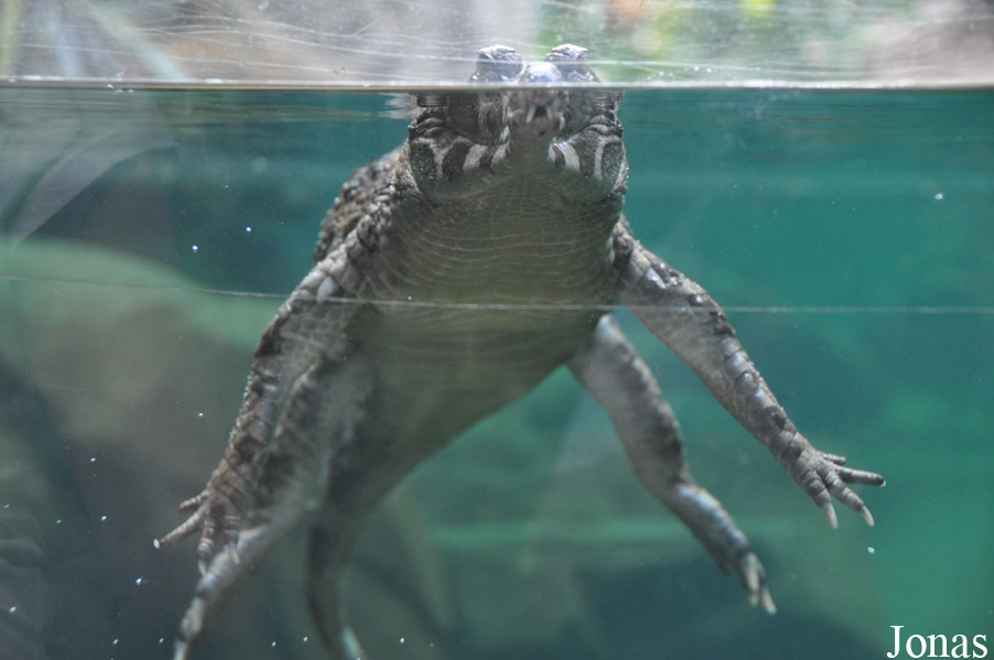 Tomistoma schlegelii