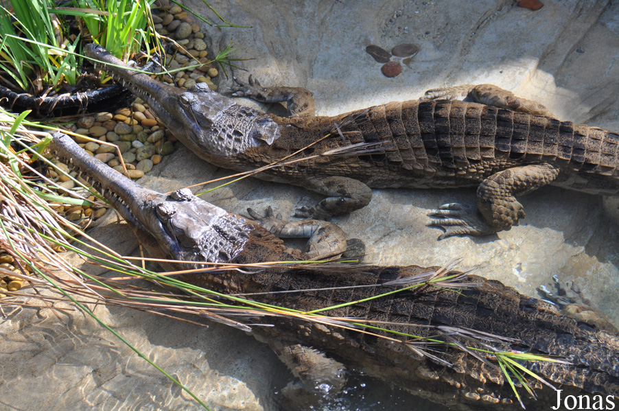 Tomistoma schlegelii