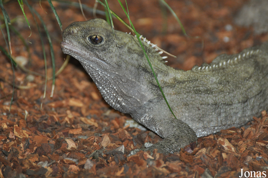Sphenodon punctatus