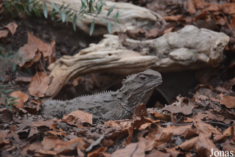 Sphenodon punctatus
