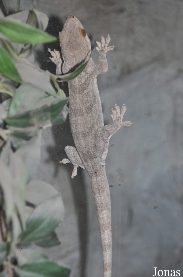 Blaesodactylus boivini