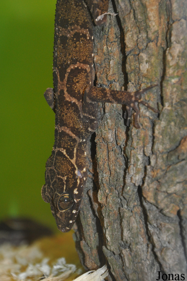 Cyrtodactylus pulchellus