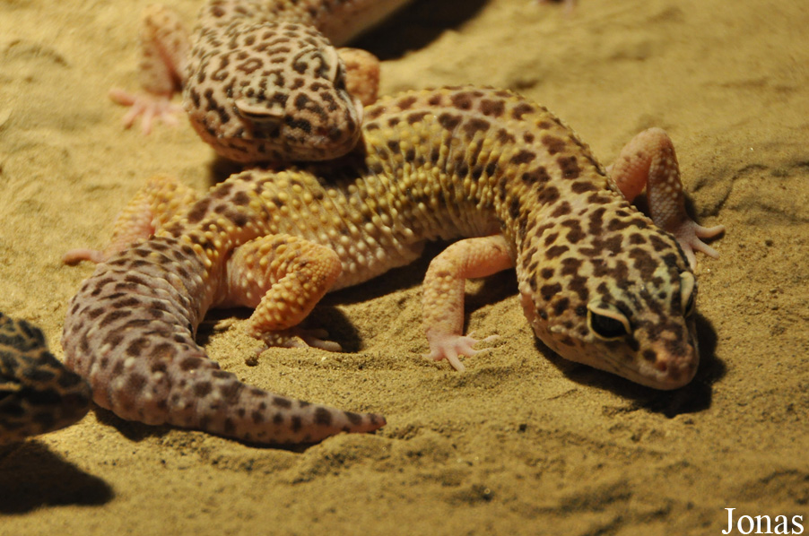 Eublepharis macularius
