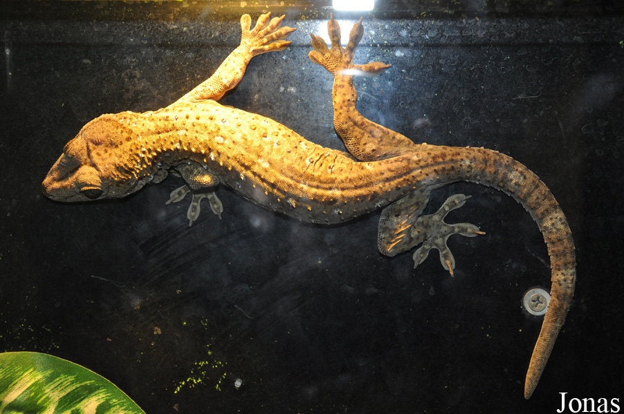 Gekko smithii