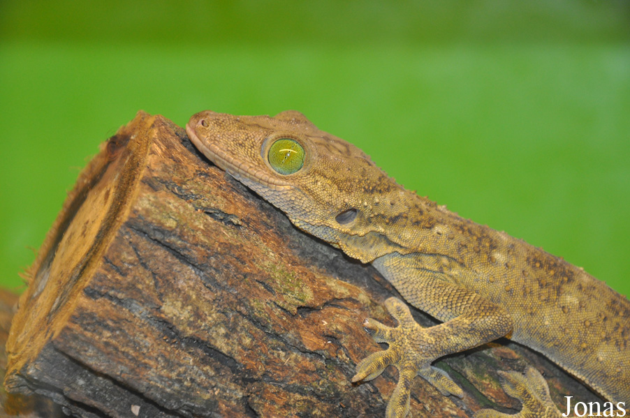 Gekko smithii