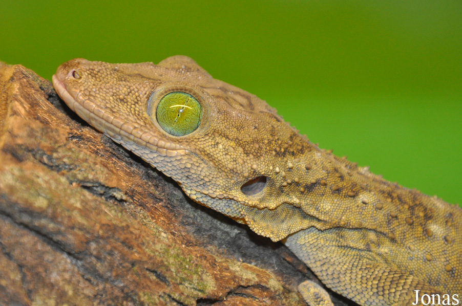 Gekko smithii