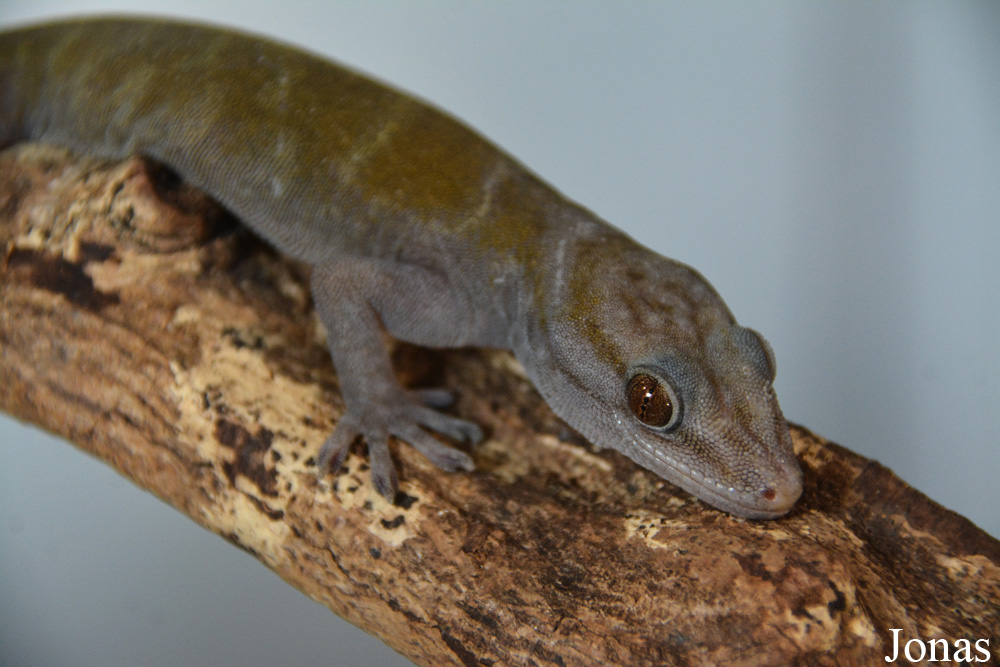 Gekko ulikovskii