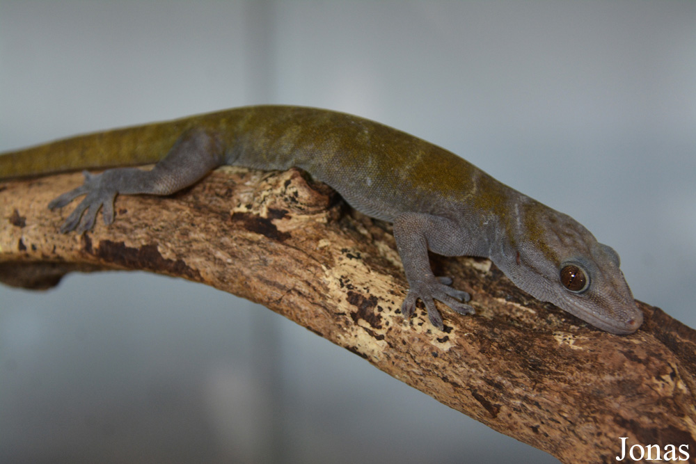 Gekko ulikovskii