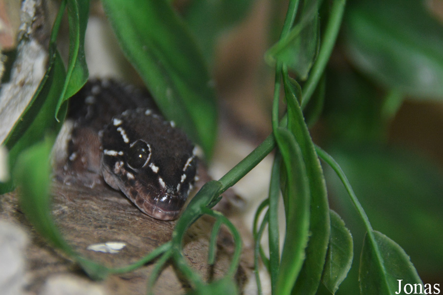 Hemidactylus triedrus