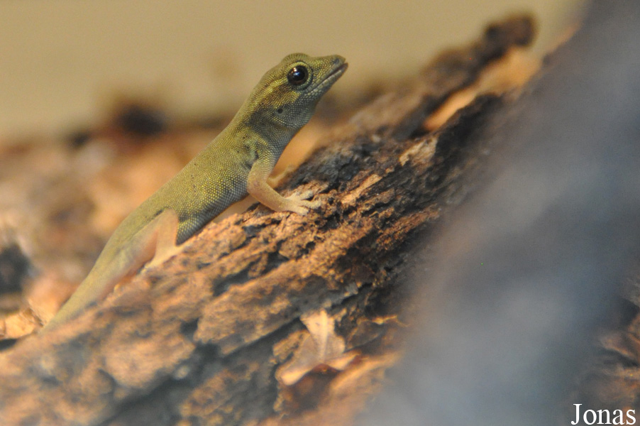 Lygodactylus williamsi
