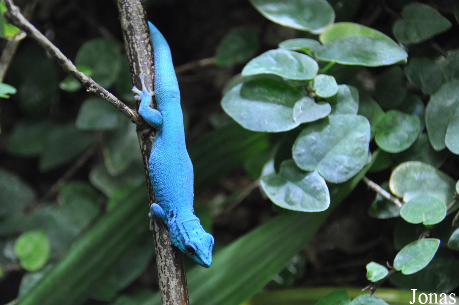 Lygodactylus williamsi