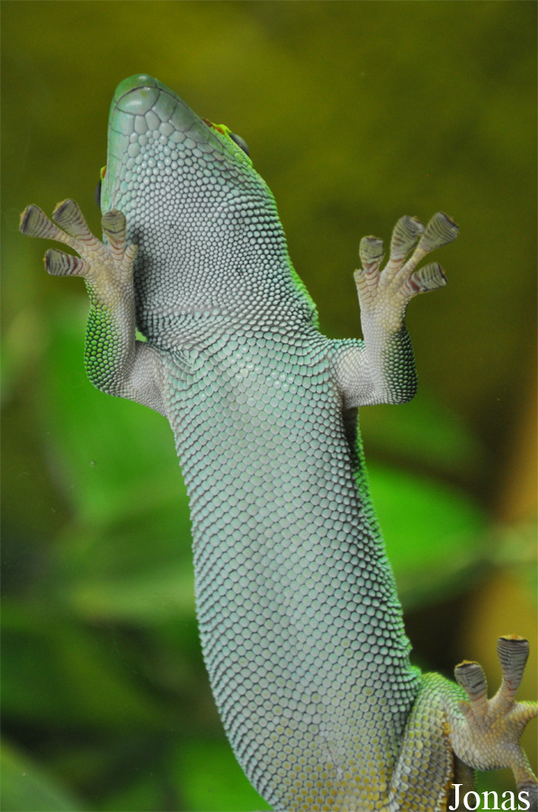 Phelsuma grandis