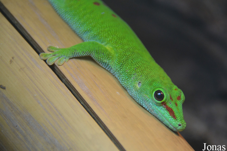 Phelsuma grandis