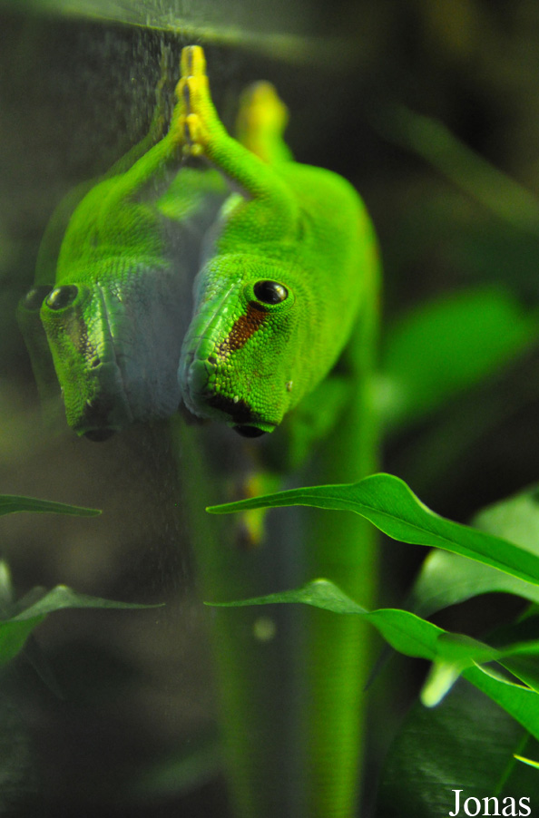 Phelsuma grandis