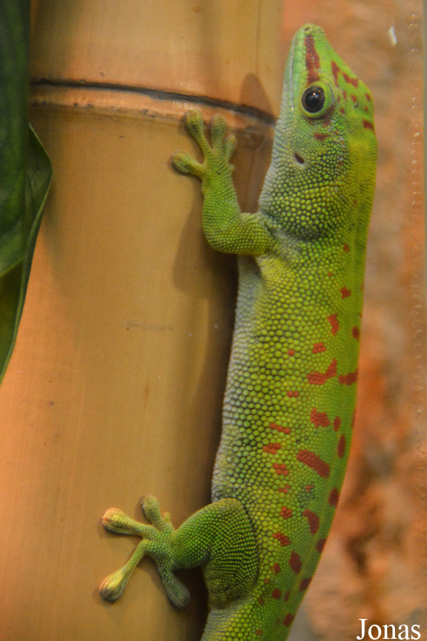 Phelsuma grandis