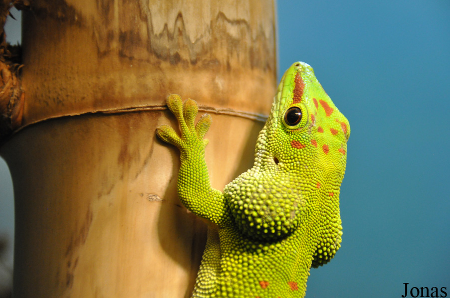 Phelsuma grandis