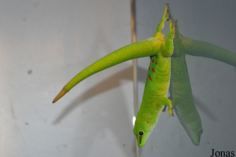 Phelsuma grandis