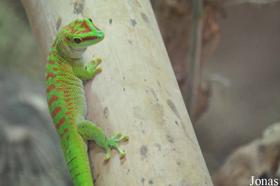 Phelsuma grandis