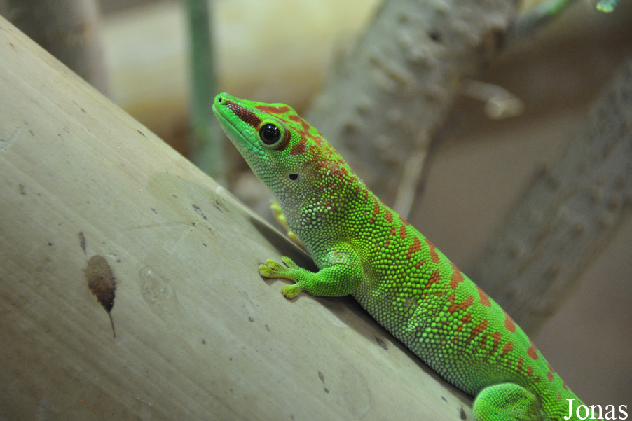 Phelsuma grandis