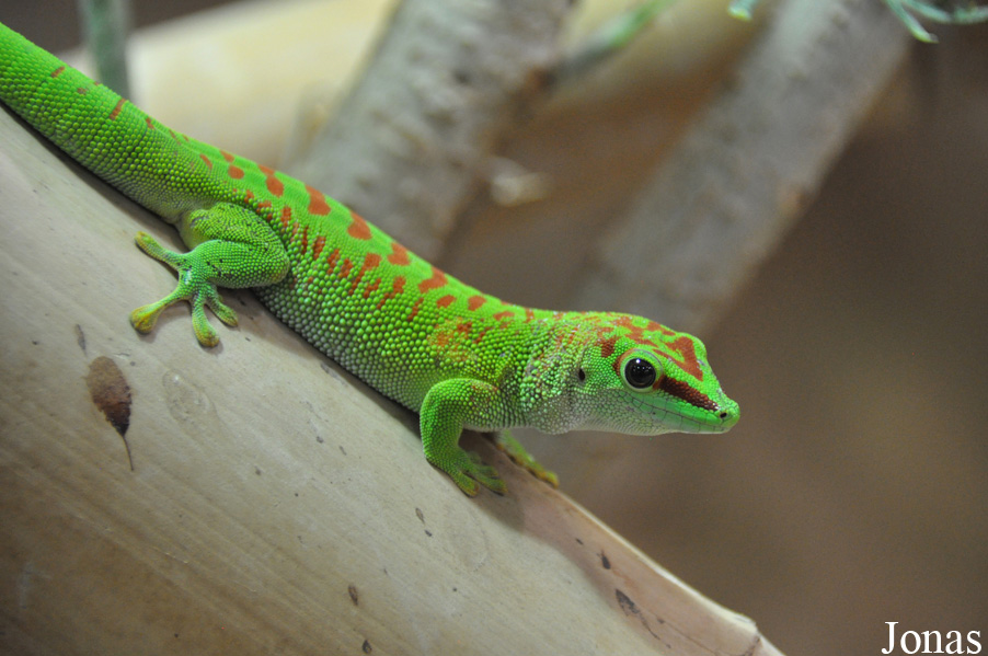 Phelsuma grandis