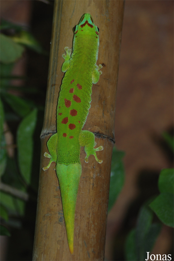 Phelsuma grandis