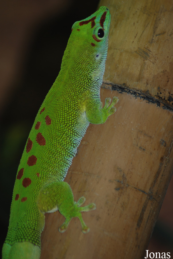 Phelsuma grandis